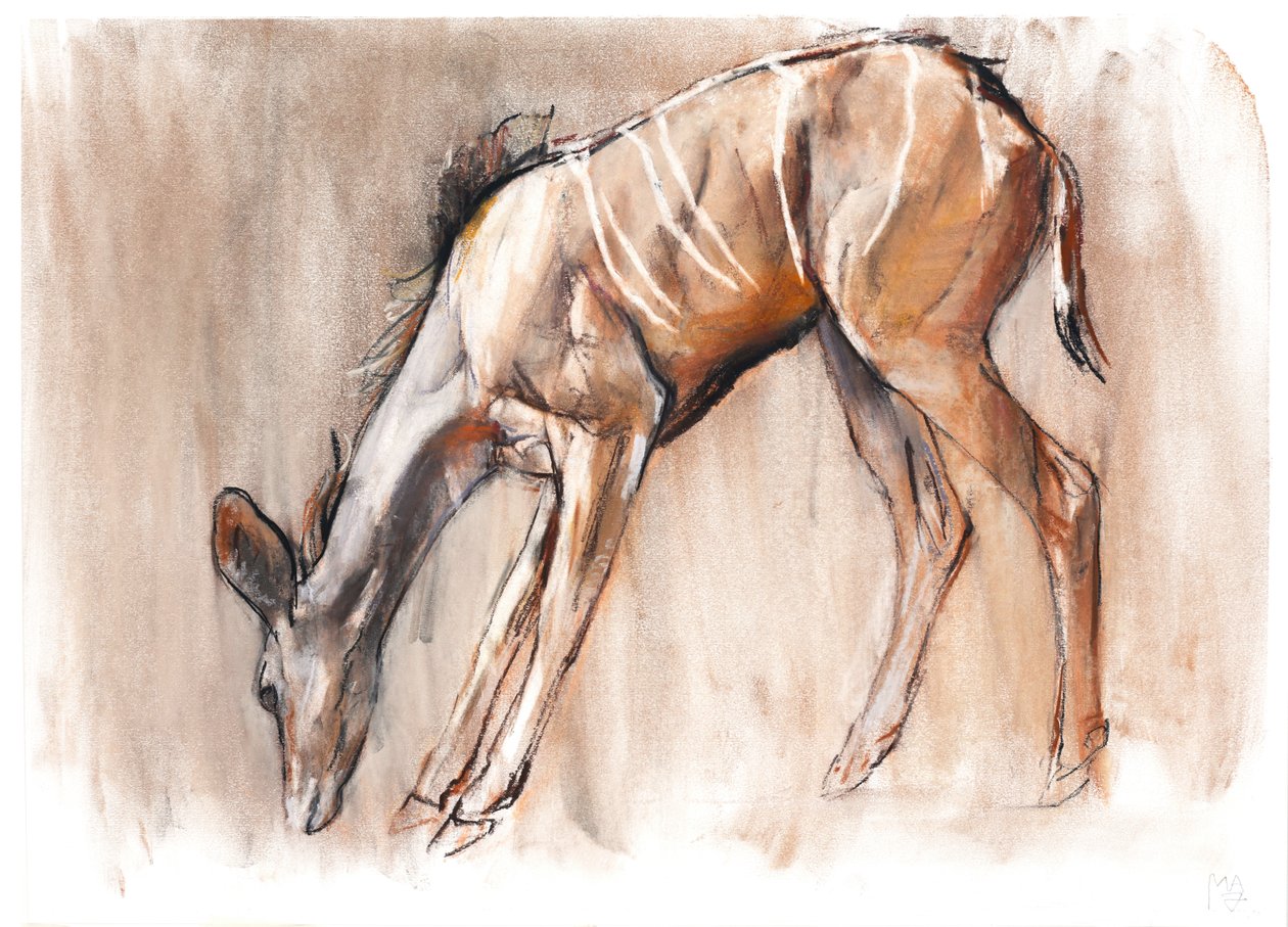 Young Kudu, Loisaba, 2018 av Mark Adlington