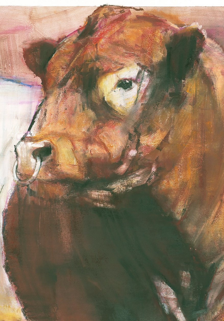 Zeus, Red Belted Galloway Bull, 2006 blandede medier på papirdetalj av 275255 av Mark Adlington