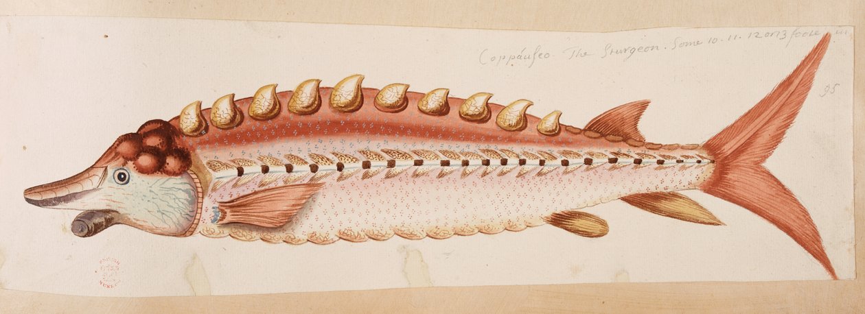 En fisk. av Mark Catesby