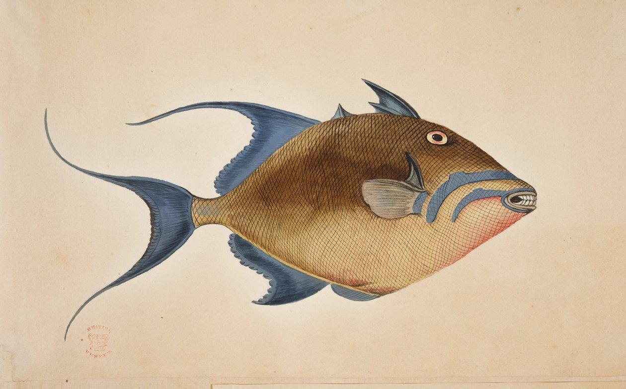 En fisk. av Mark Catesby