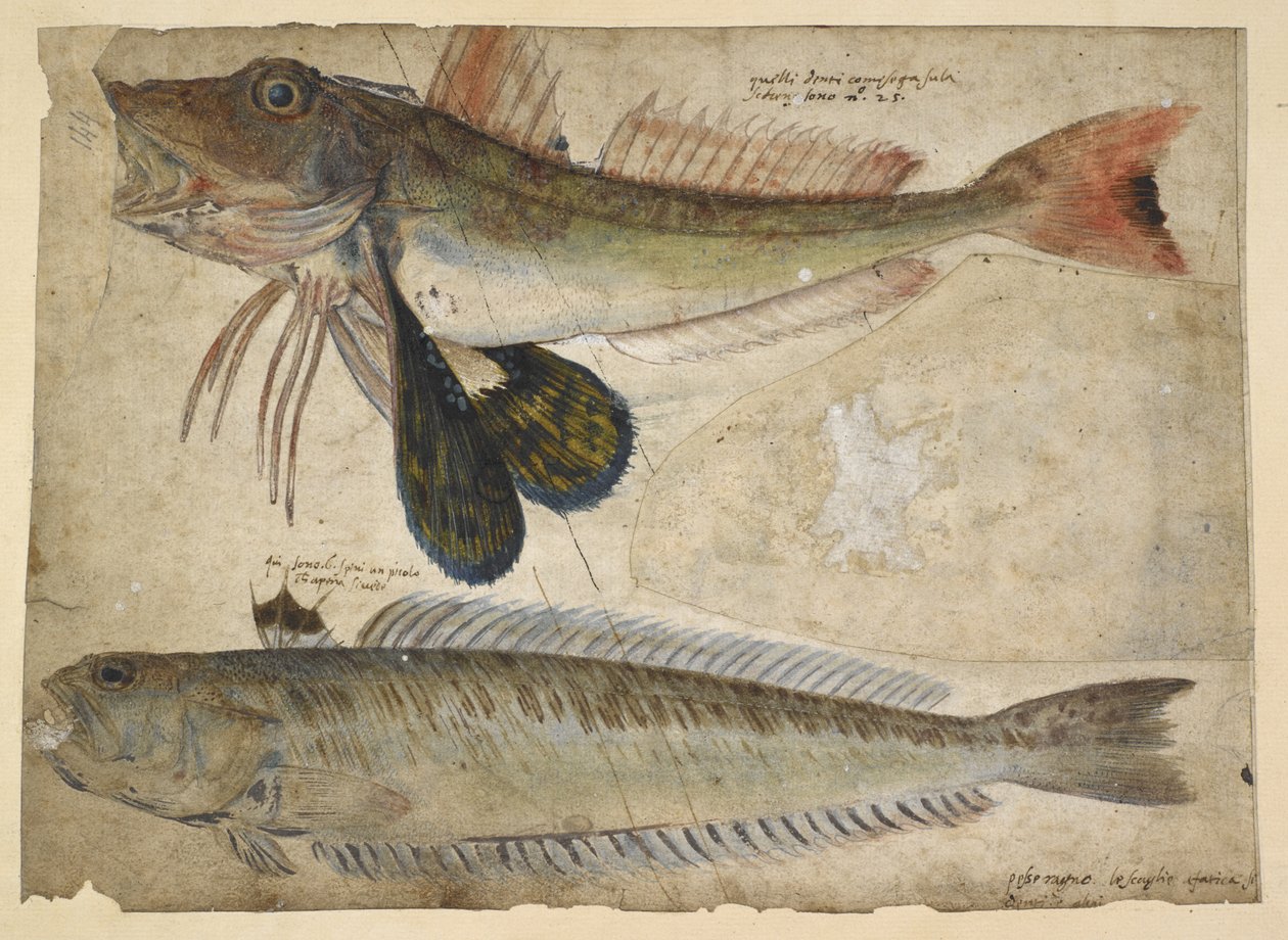 Legge til. 5267, f.144 Tegninger av to fisker, fra et 