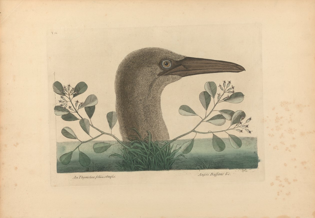 En Thymelaea foliis obtusis; Anseri Bassano &c: The Great Booby, Plate 86 fra 'Natural History of Carolina, Florida og Bahama Islands', bind I, 2. utgave, London 1754 av Mark Catesby