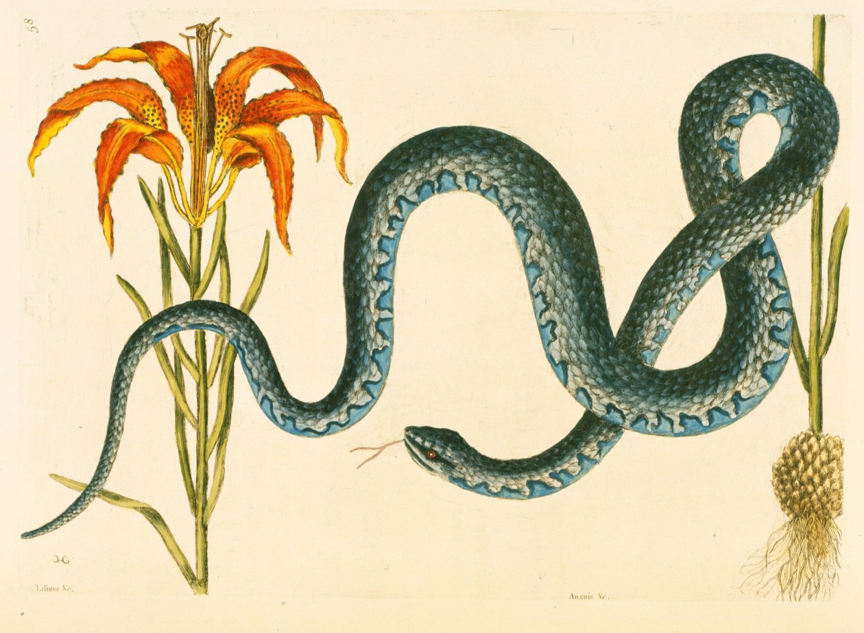 Anguis, the Wampum Snake, plate 58, vol. 1 fra "Natural History of Carolina, Florida og Bahamas" av Mark Catesby
