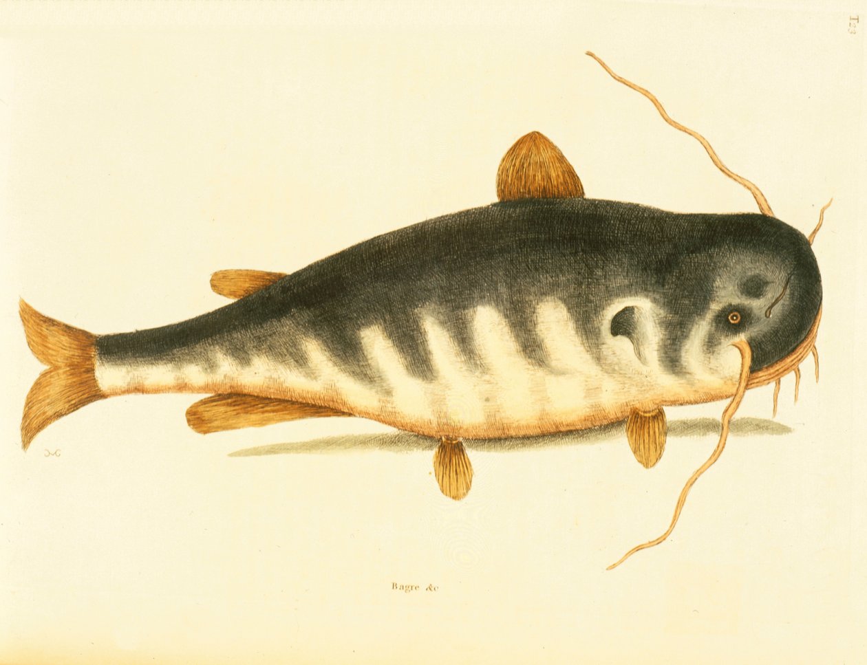 Steinbit, tallerken 23, vol. 1 fra "Natural History of Carolina, Florida og Bahamas" av Mark Catesby