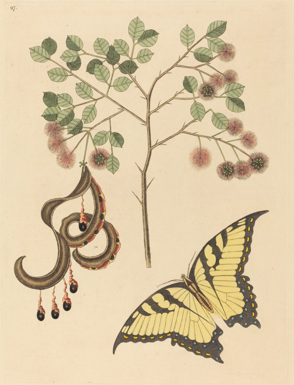 Katteklo (Mimosa circinalis) av Mark Catesby