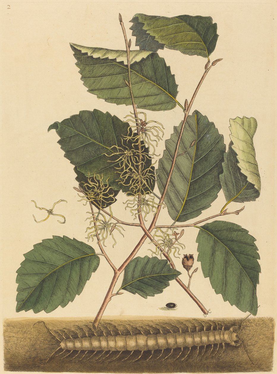 Centipede Scolopendra morsitans, utgitt 1731-1743. av Mark Catesby
