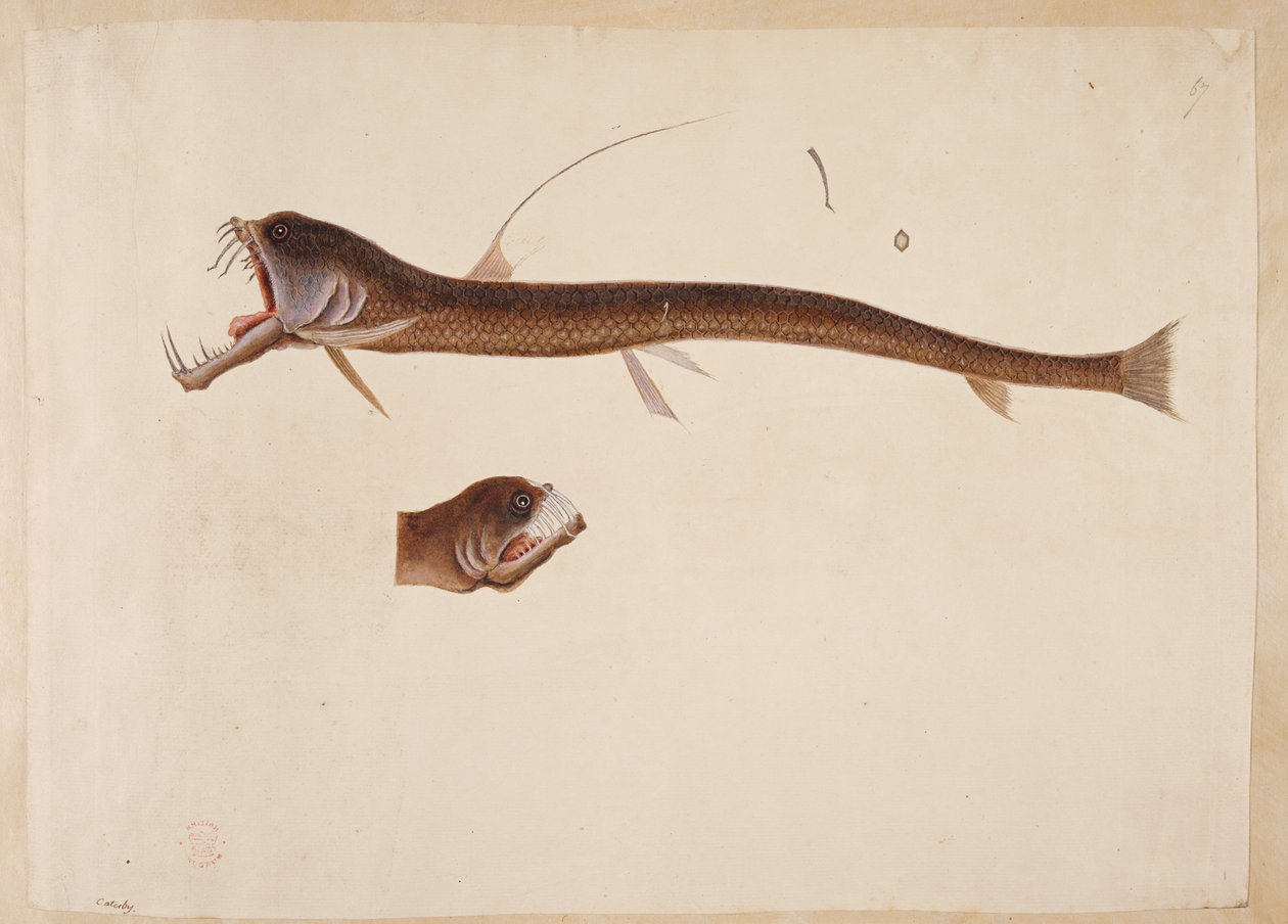 Chauliodus sloanei. En skapning som ligner en ål. av Mark Catesby