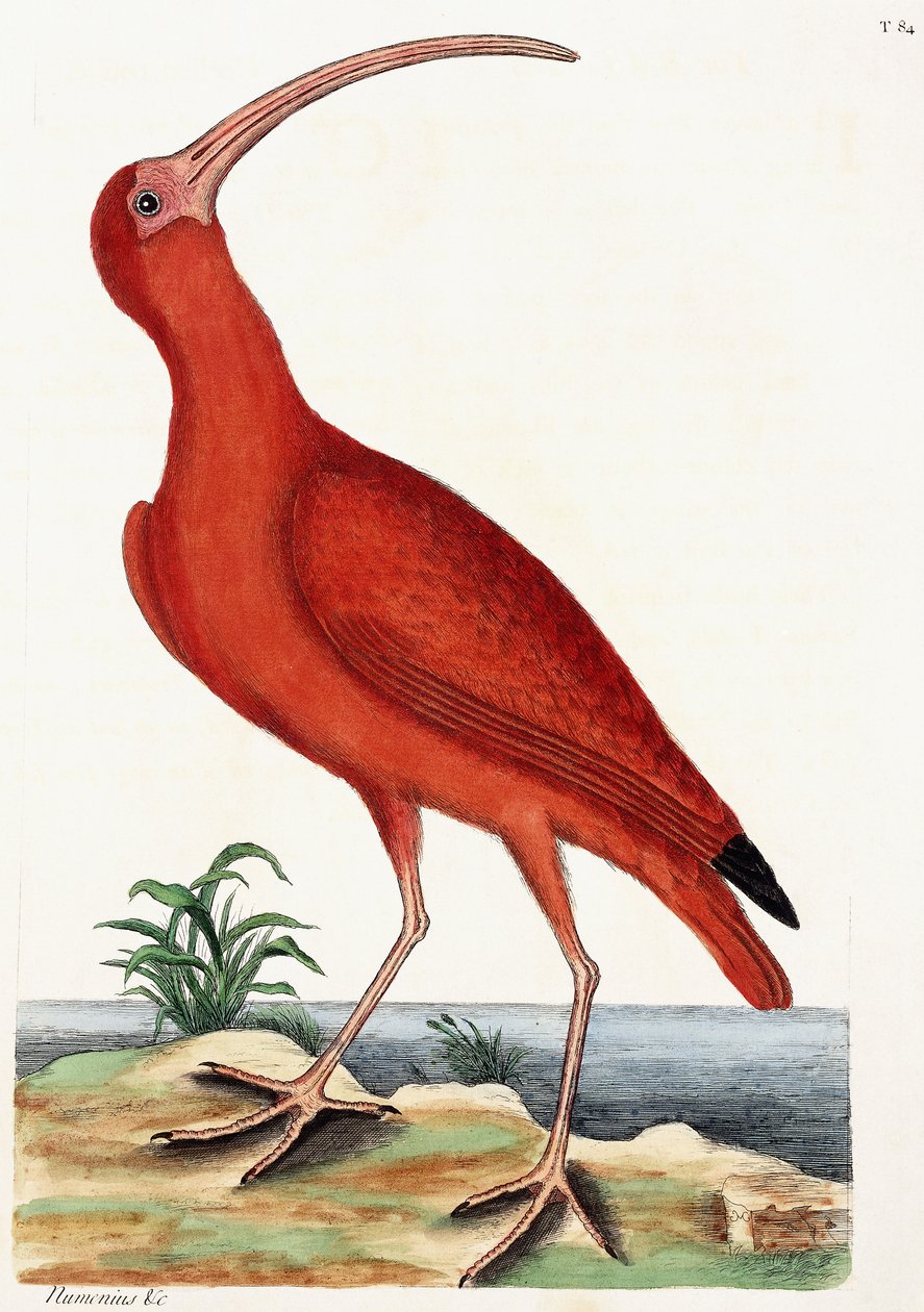 Curlew, Numenius, 1771 av Mark Catesby