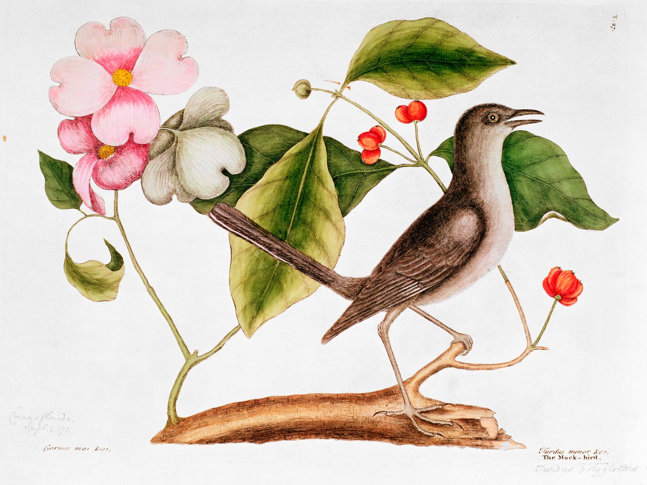 Kornel: Cornus florida, and Mocking Bird from the Natural History of Carolina (1730-48) av Mark Catesby