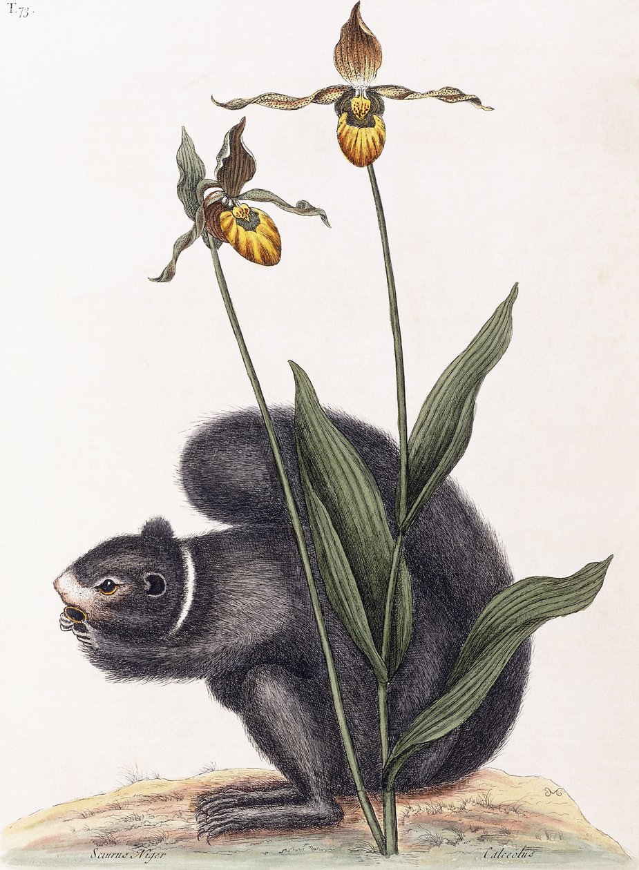 Sciurnus Niger av Mark Catesby