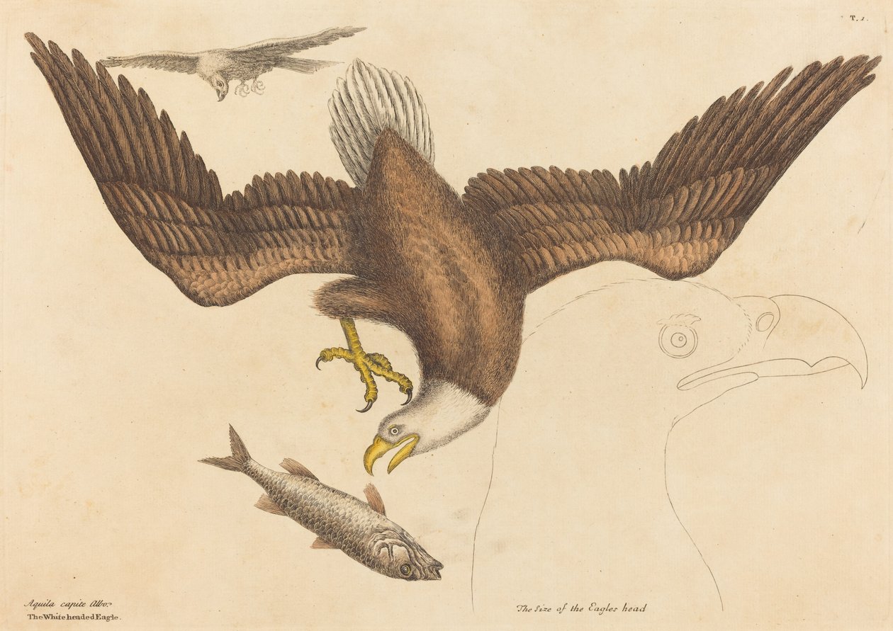 The Bald Eagle (Falco leucocephalus) av Mark Catesby