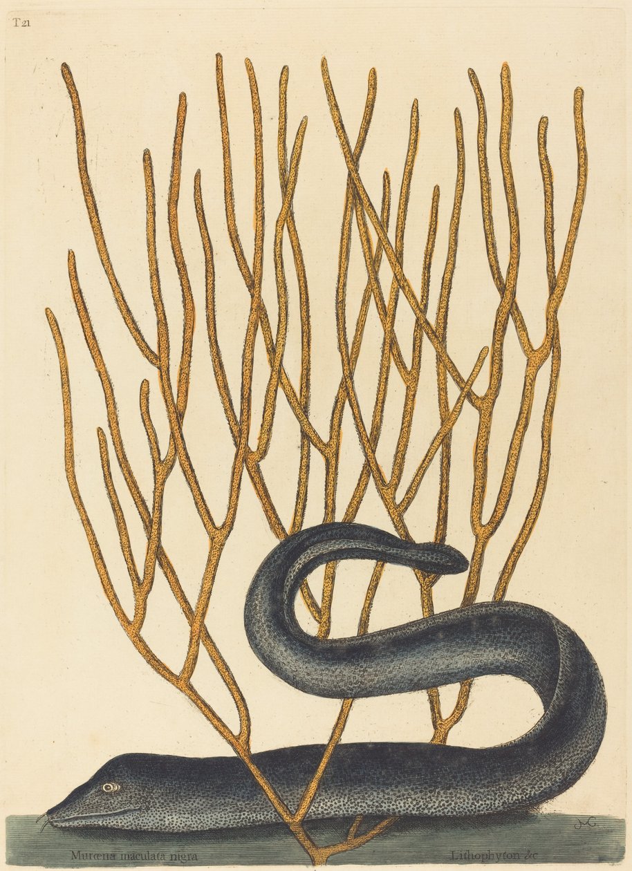 Den svarte Murayen av Mark Catesby