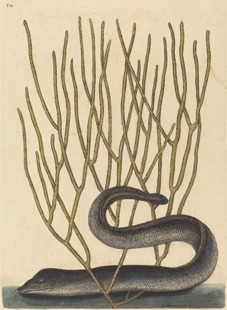 The Black Muray av Mark Catesby