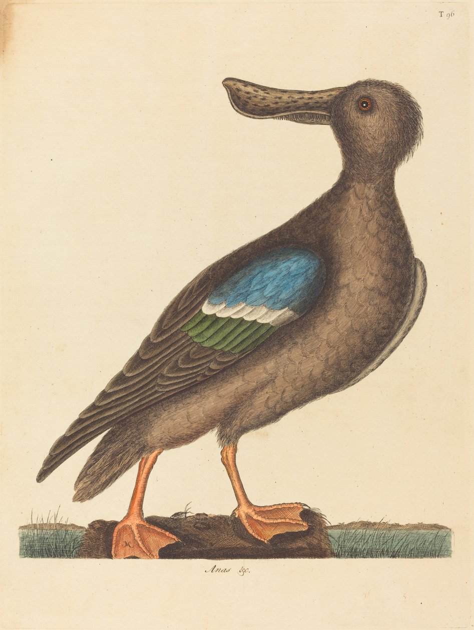 The Blue Winged Shoveler av Mark Catesby