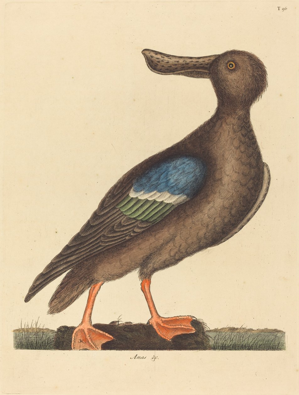 The Blue Winged Shoveler av Mark Catesby