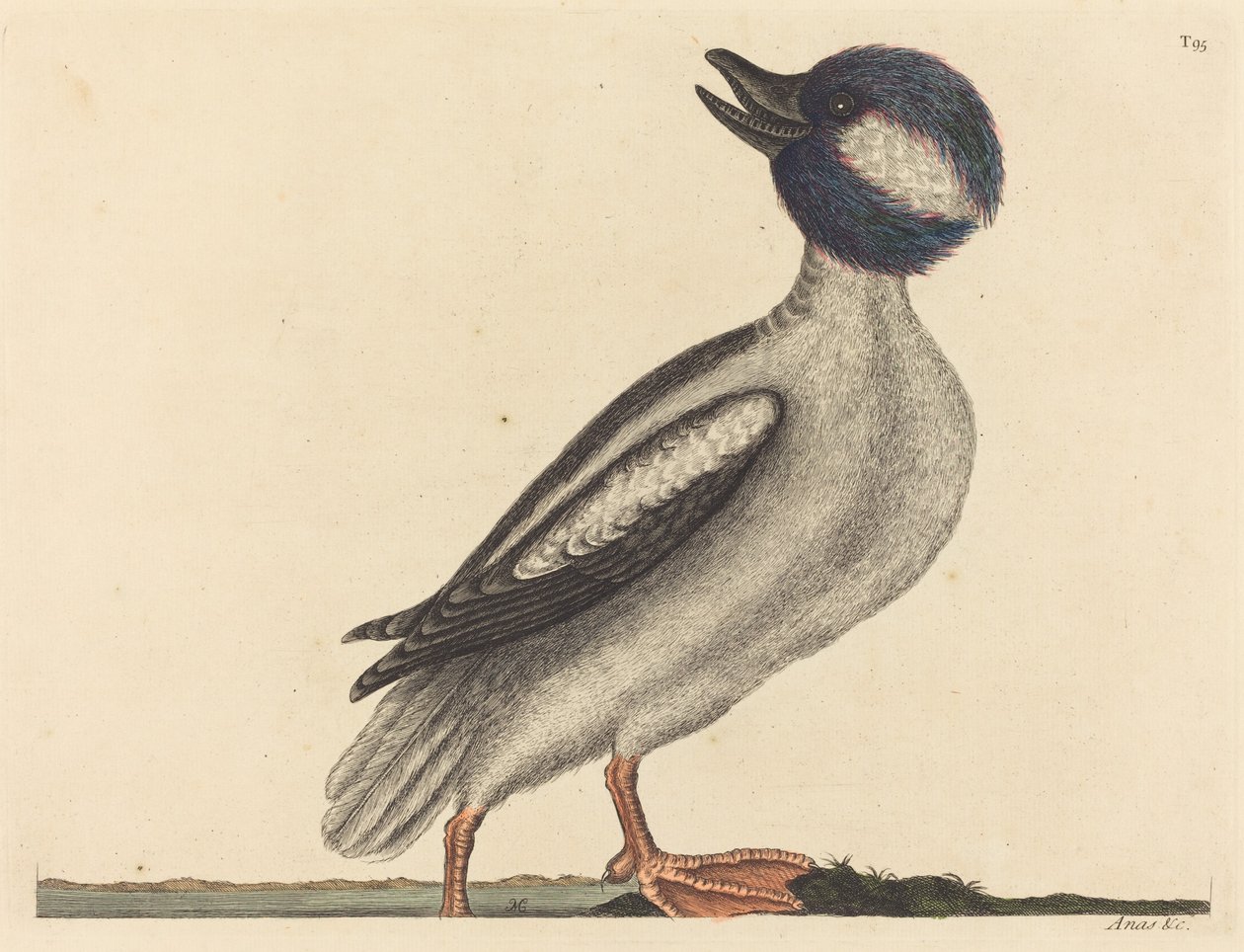Buffelhodeanden (Anas bucephala) av Mark Catesby