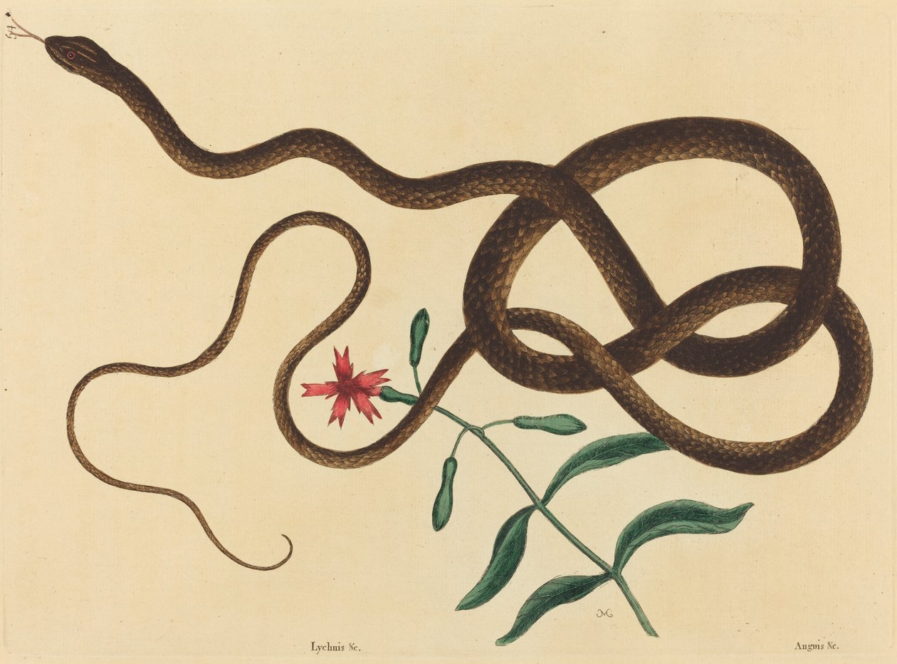 The Coach-Pisk Snake (Coluber flagellum) av Mark Catesby