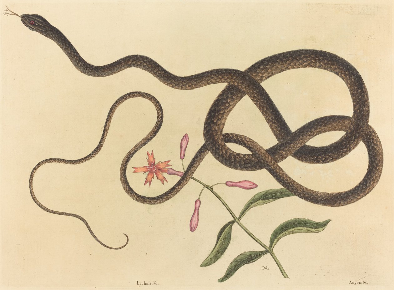 Coach-pisk Snake Coluber flagellum, utgitt 1731-1743. av Mark Catesby