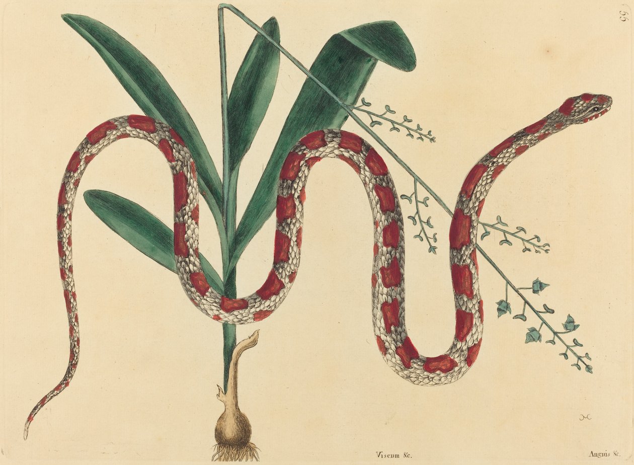 Corn Snake Coluber fulvius, utgitt 1731-1743. av Mark Catesby