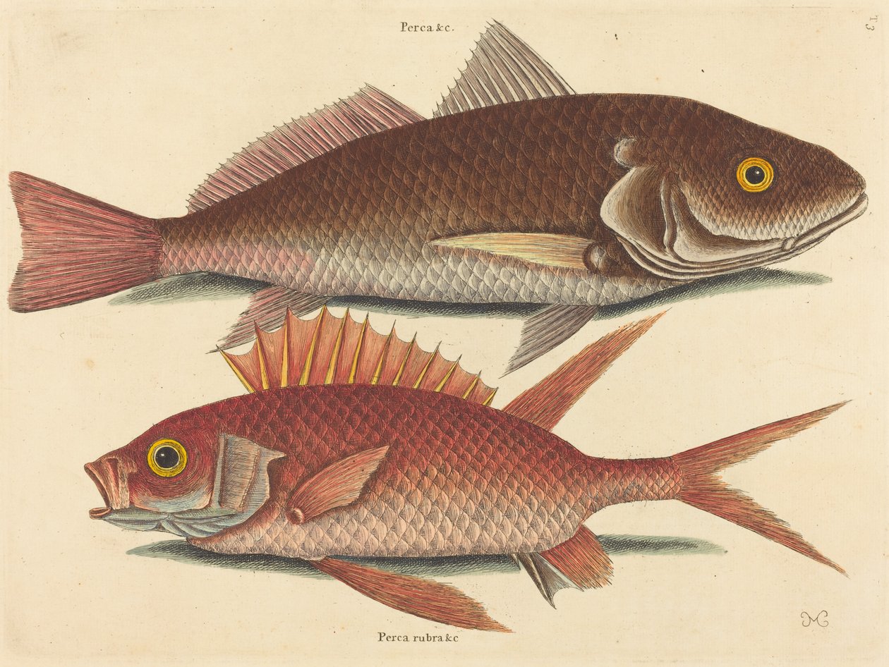 Krokeren Perca undulata, utgitt 1731-1743. av Mark Catesby