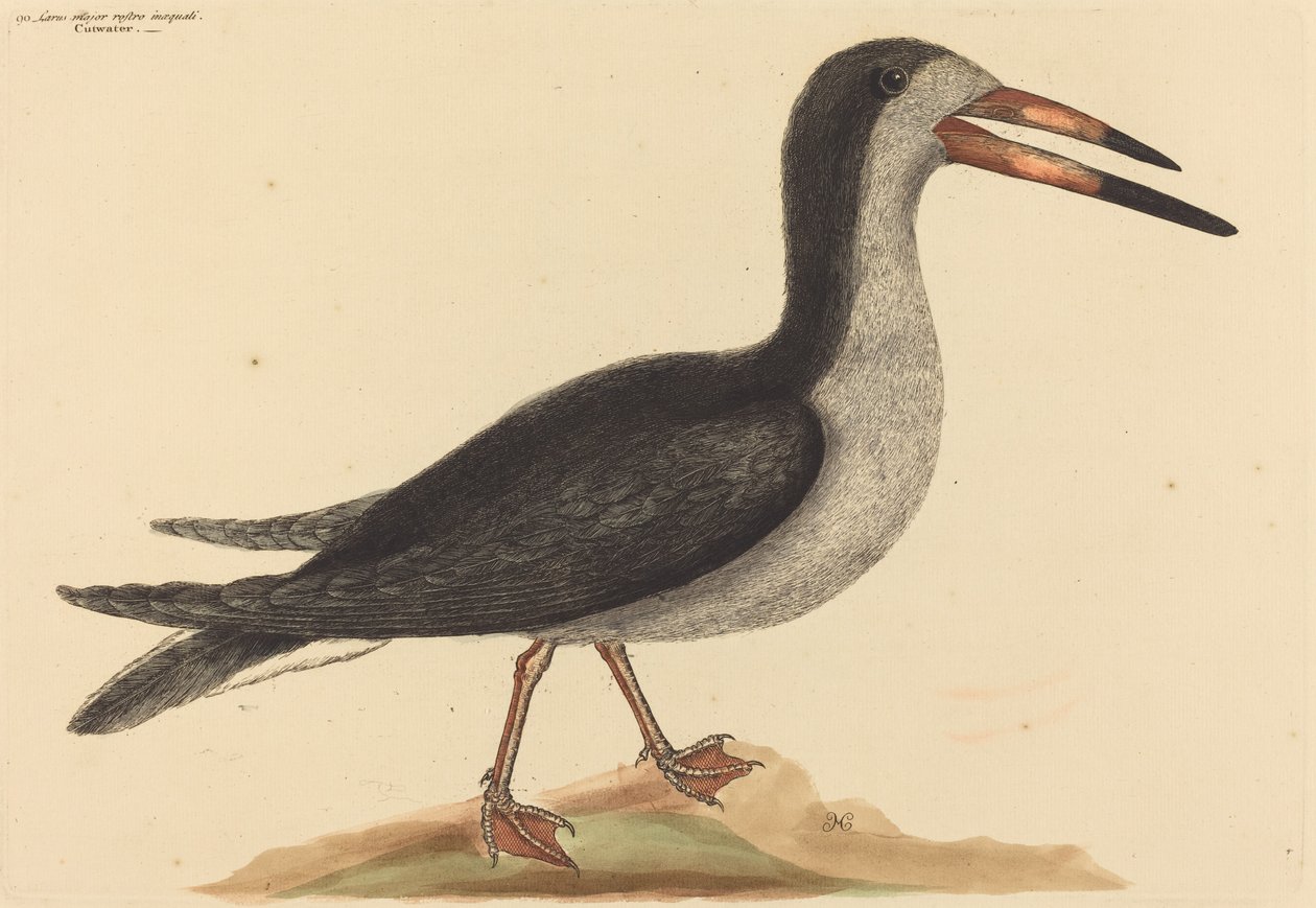 The Cutwater Rhynchops nigra, utgitt 1731-1743. av Mark Catesby