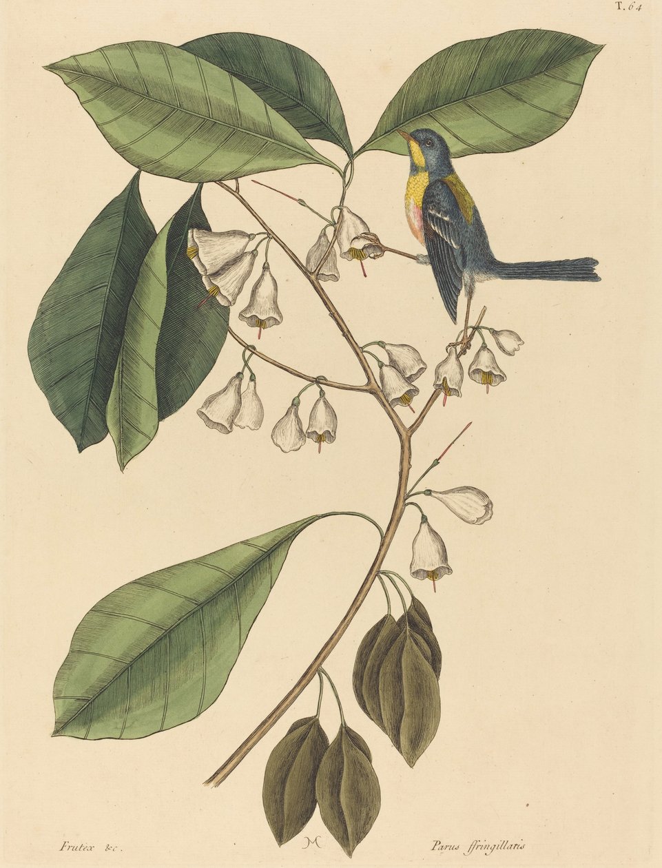 Finch Creeper Parus americanus, utgitt 1731-1743. av Mark Catesby