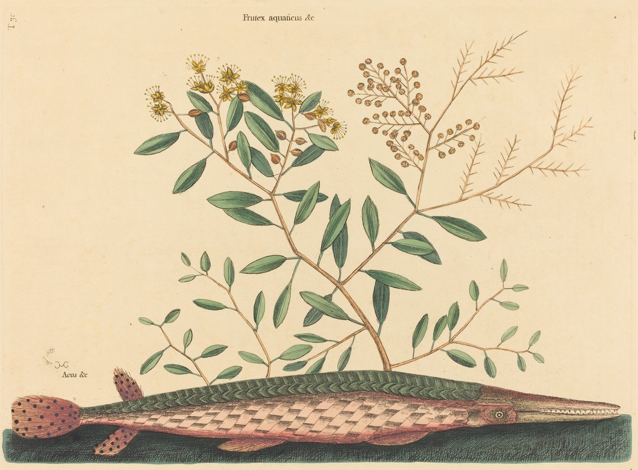 The Green Gar Fish Esox osseus, publisert 1731-1743. av Mark Catesby
