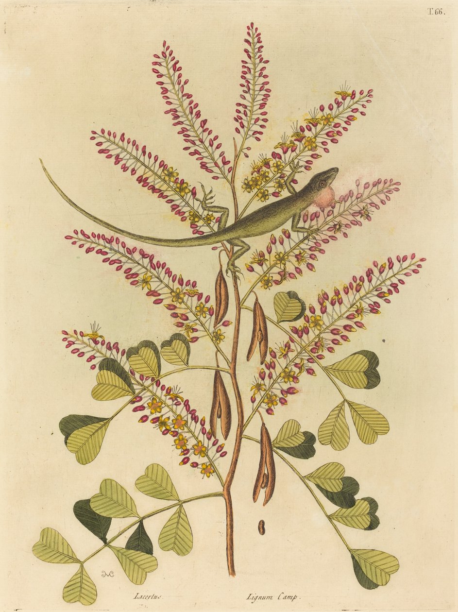 The Green Lizard of Jamaica (Lacerta bullaris) av Mark Catesby