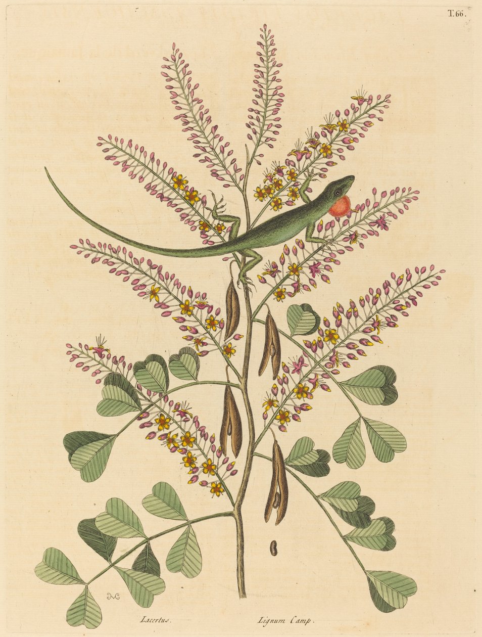 The Green Lizard of Jamaica Lacerta bullaris, utgitt 1731-1 av Mark Catesby