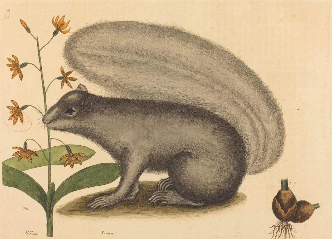 The Grey Fox Squirrel (Sciurus cinereus) av Mark Catesby