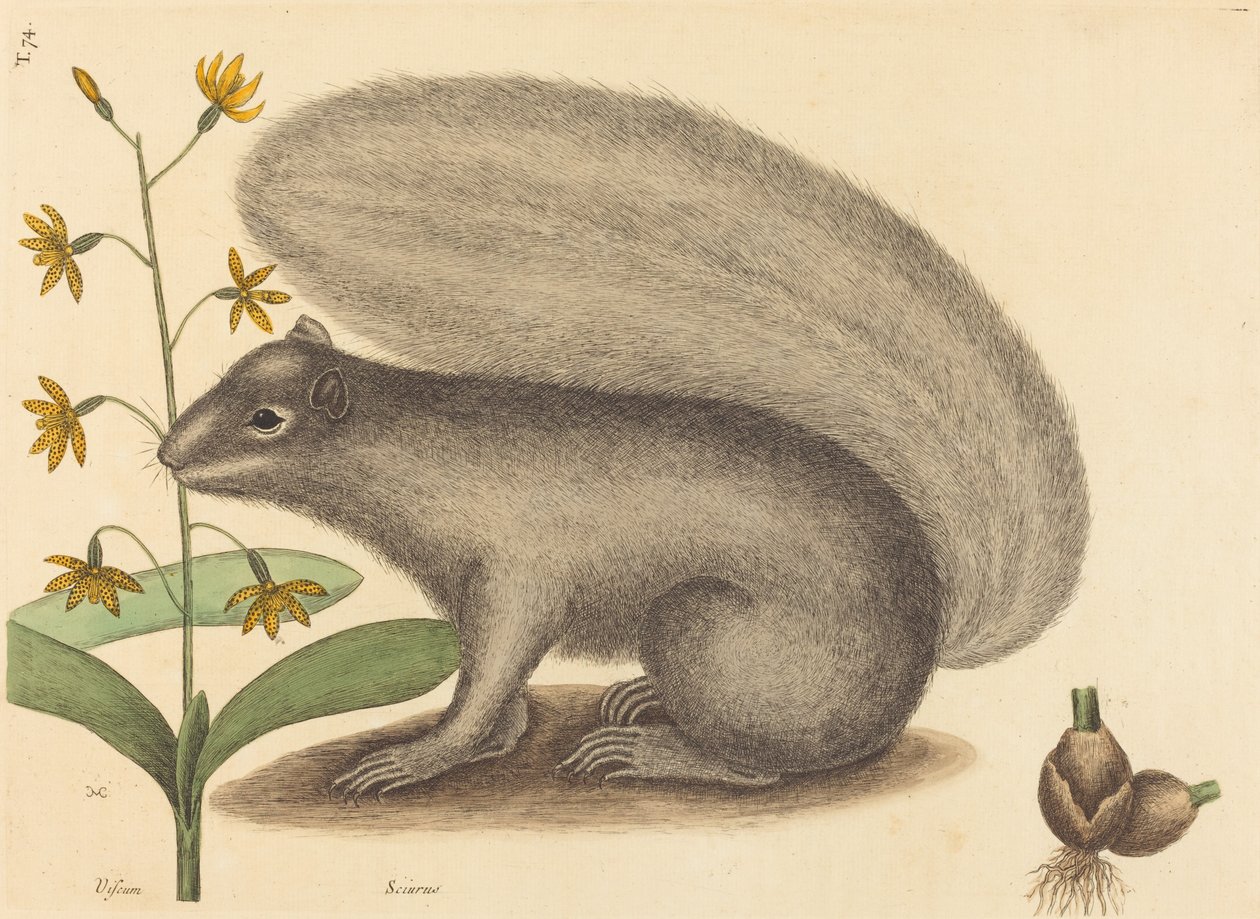 The Grey Fox Squirrel Sciurus cinereus, utgitt 1731-1743. av Mark Catesby