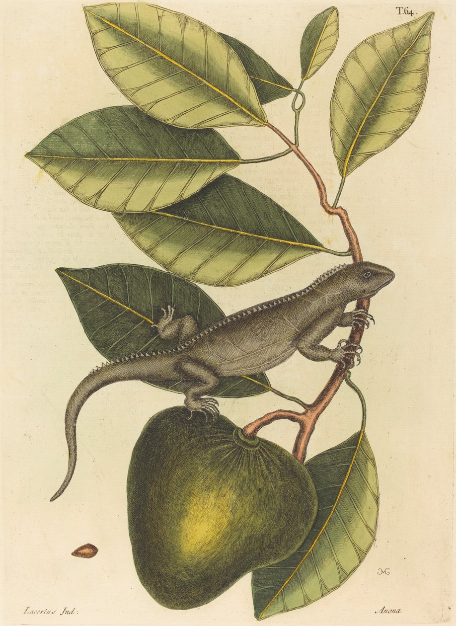 Guana Lacerta Iguana, utgitt 1731-1 av Mark Catesby