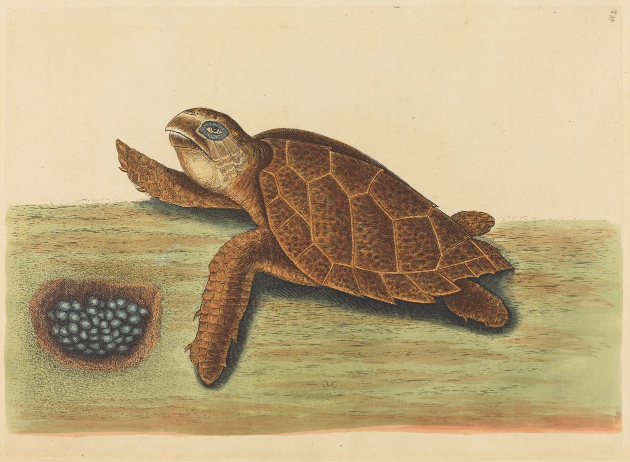 The Hawks-bill Turtle Testudo caretta, publisert 1731-1743. av Mark Catesby