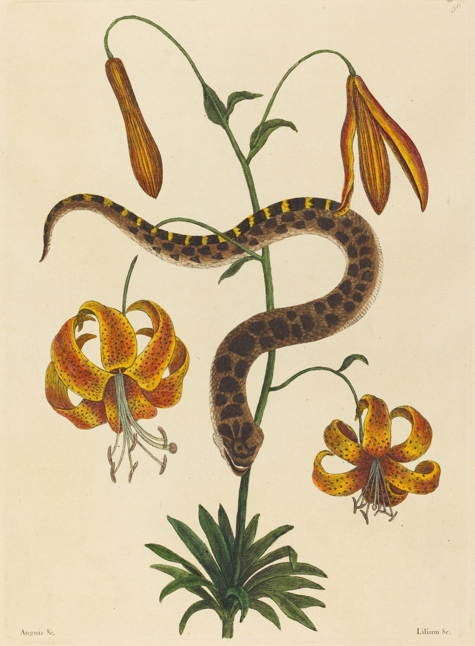 The Hog-nose Snake Boa contortrix, utgitt 1731-1743. av Mark Catesby