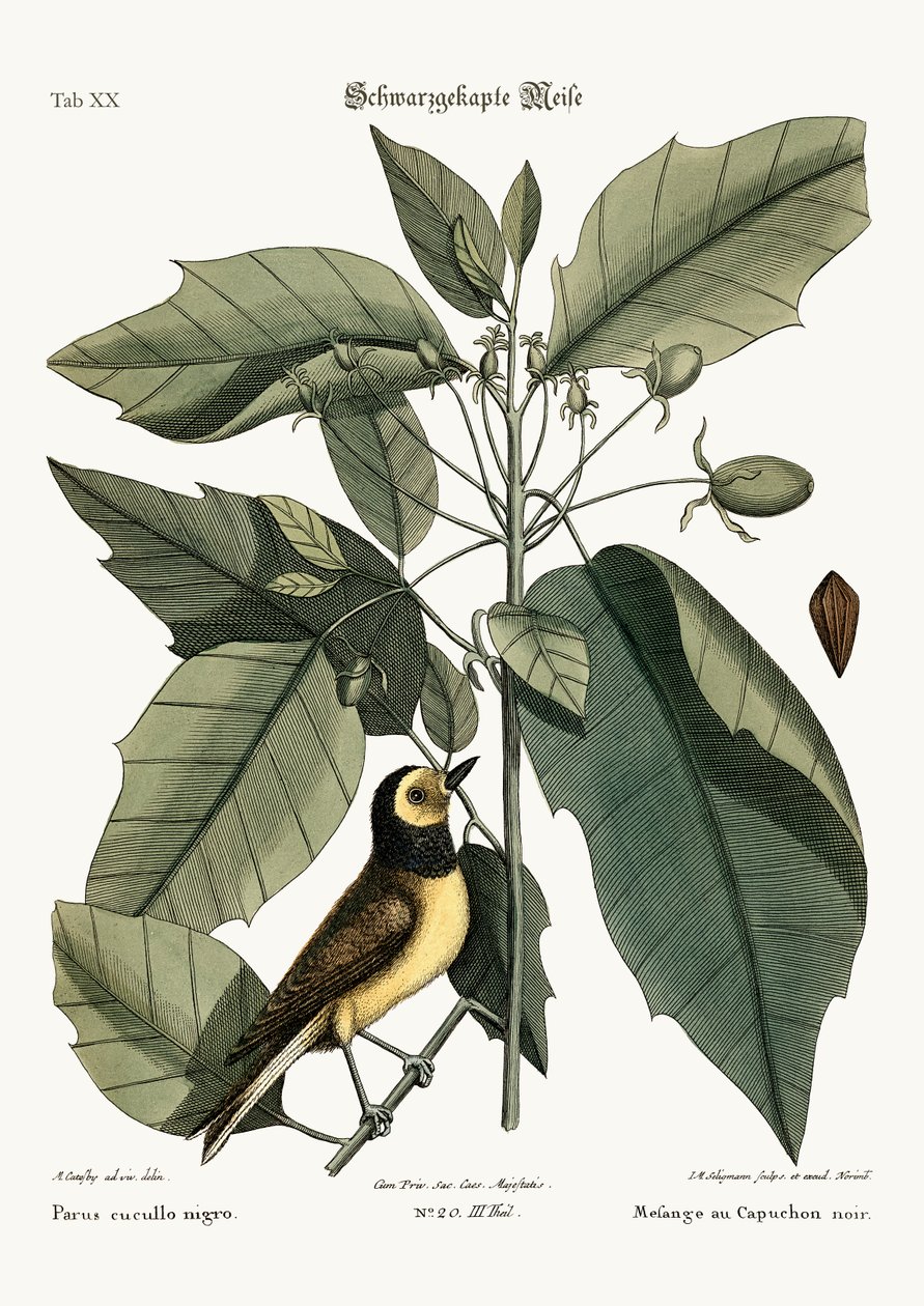 Hettemeisen, 1749-73 av Mark Catesby