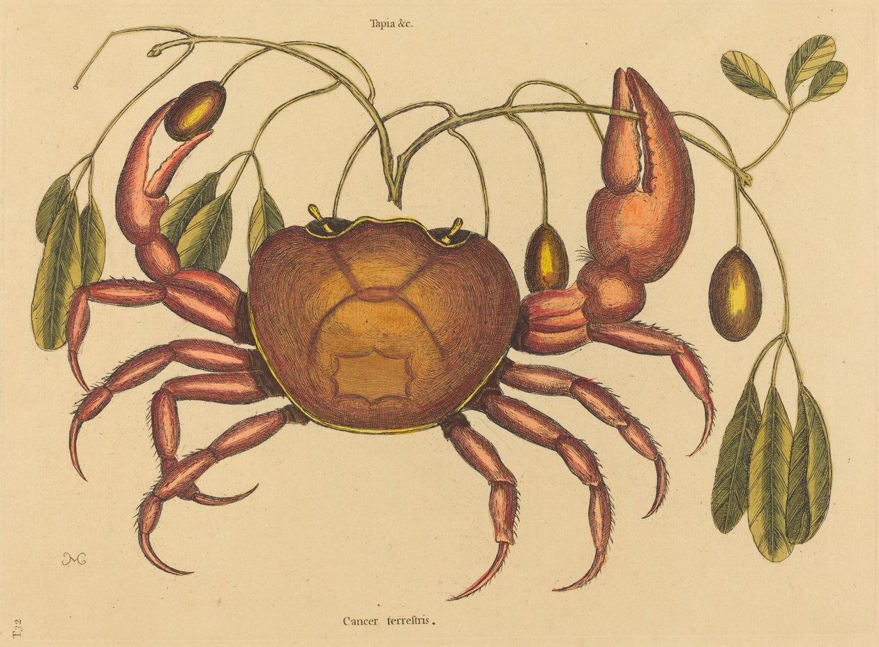 Landkrabben (Cancer ruricola) av Mark Catesby