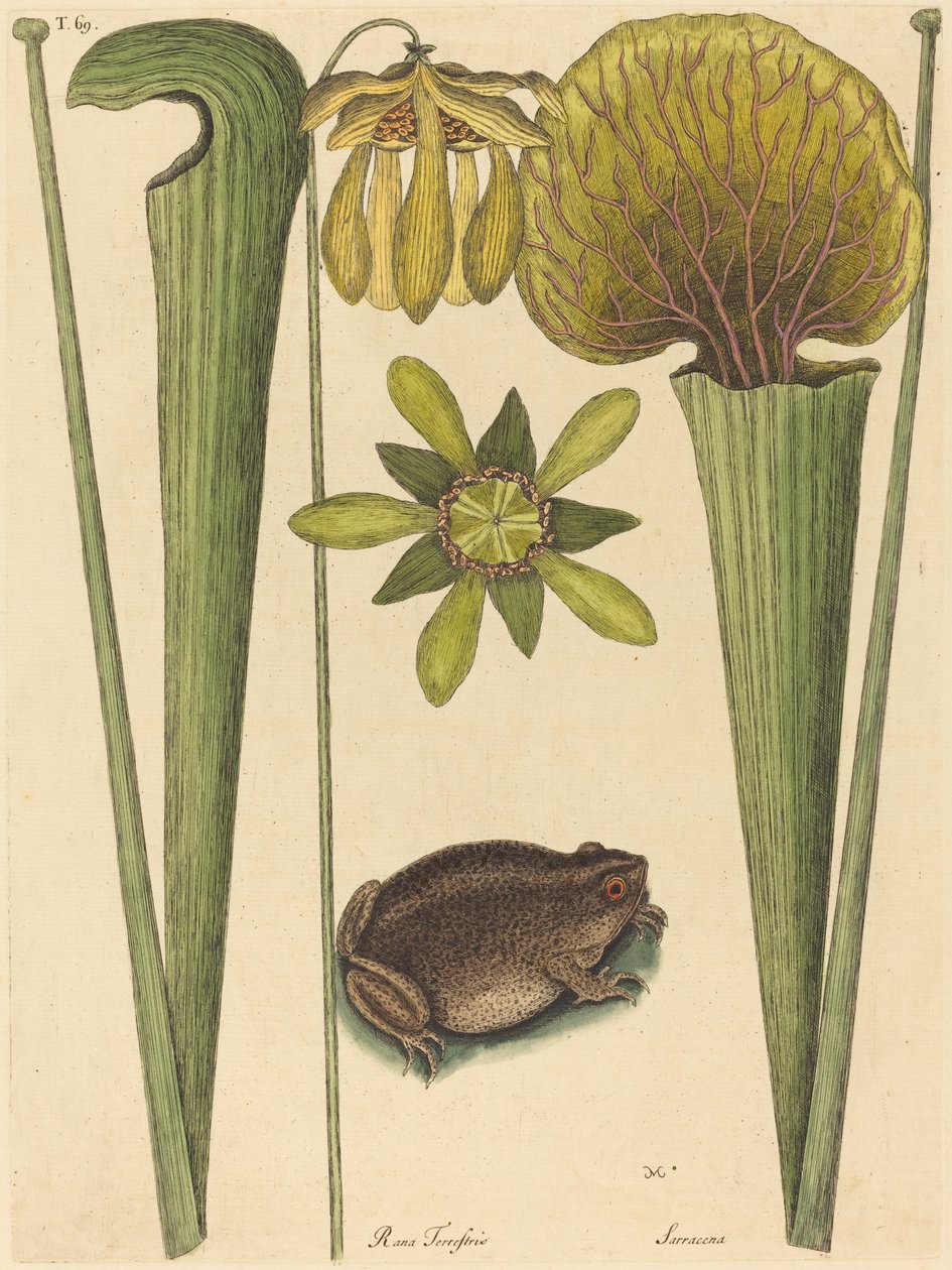 Landfrosken Rana, utgitt 1731-1743. av Mark Catesby