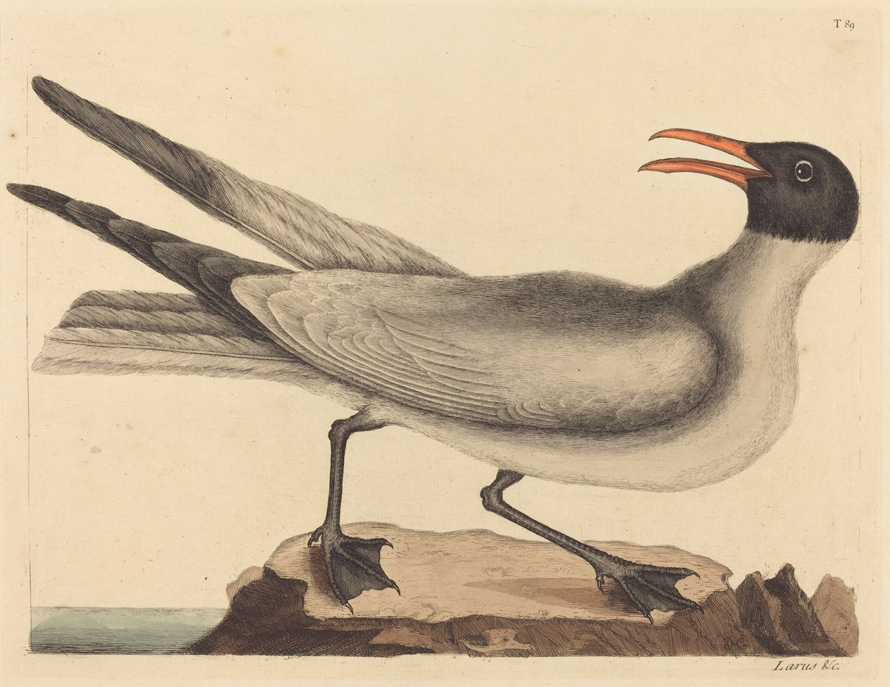 Lattermåken (Larus articilla) av Mark Catesby