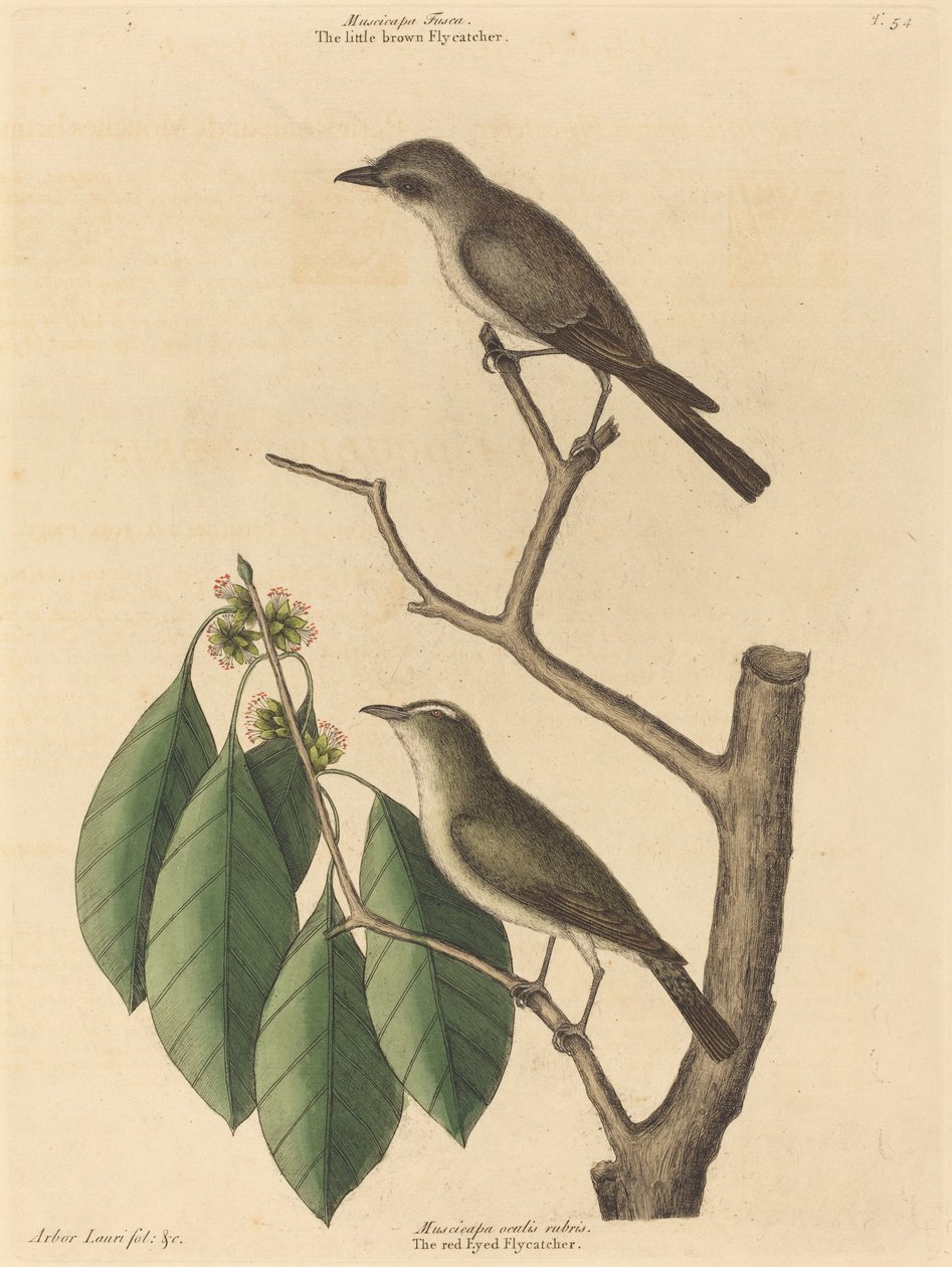 Den lille brune fluesnapperen av Mark Catesby