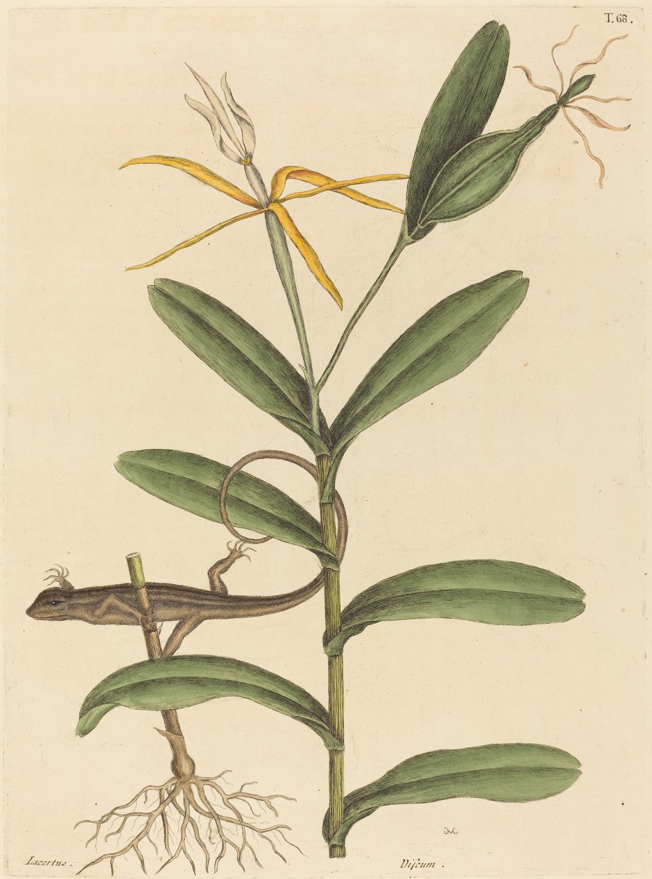 Lyon-øglen (Lacerta 6-lineata) av Mark Catesby