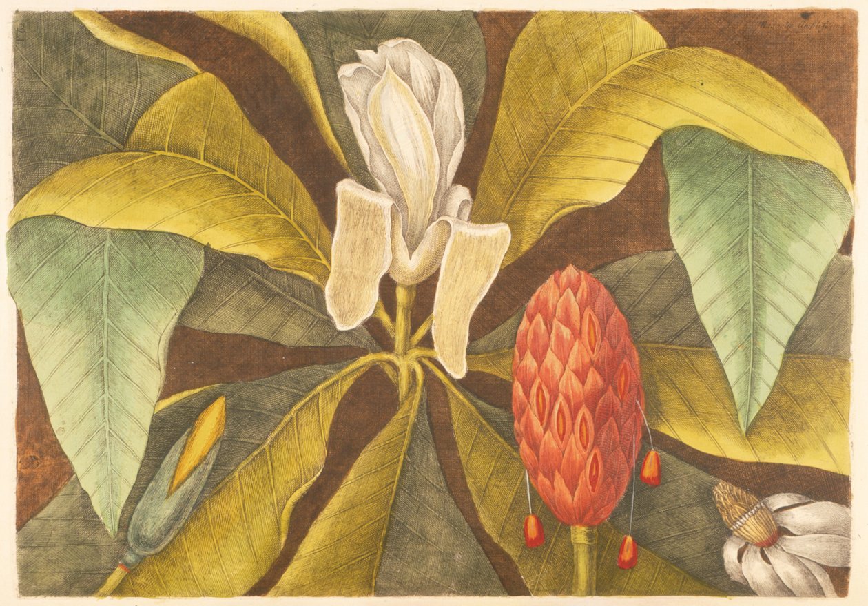 The Magnolia, plate 68, vol. 1 fra "Natural History of Carolina, Florida og Bahamas" av Mark Catesby