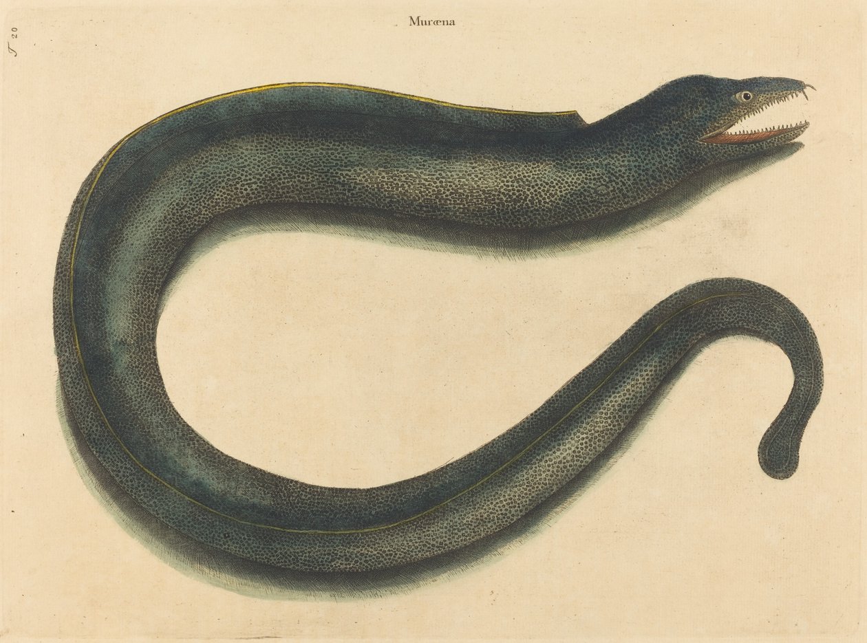 The Muray Muraena Hell, utgitt 1731-1 av Mark Catesby