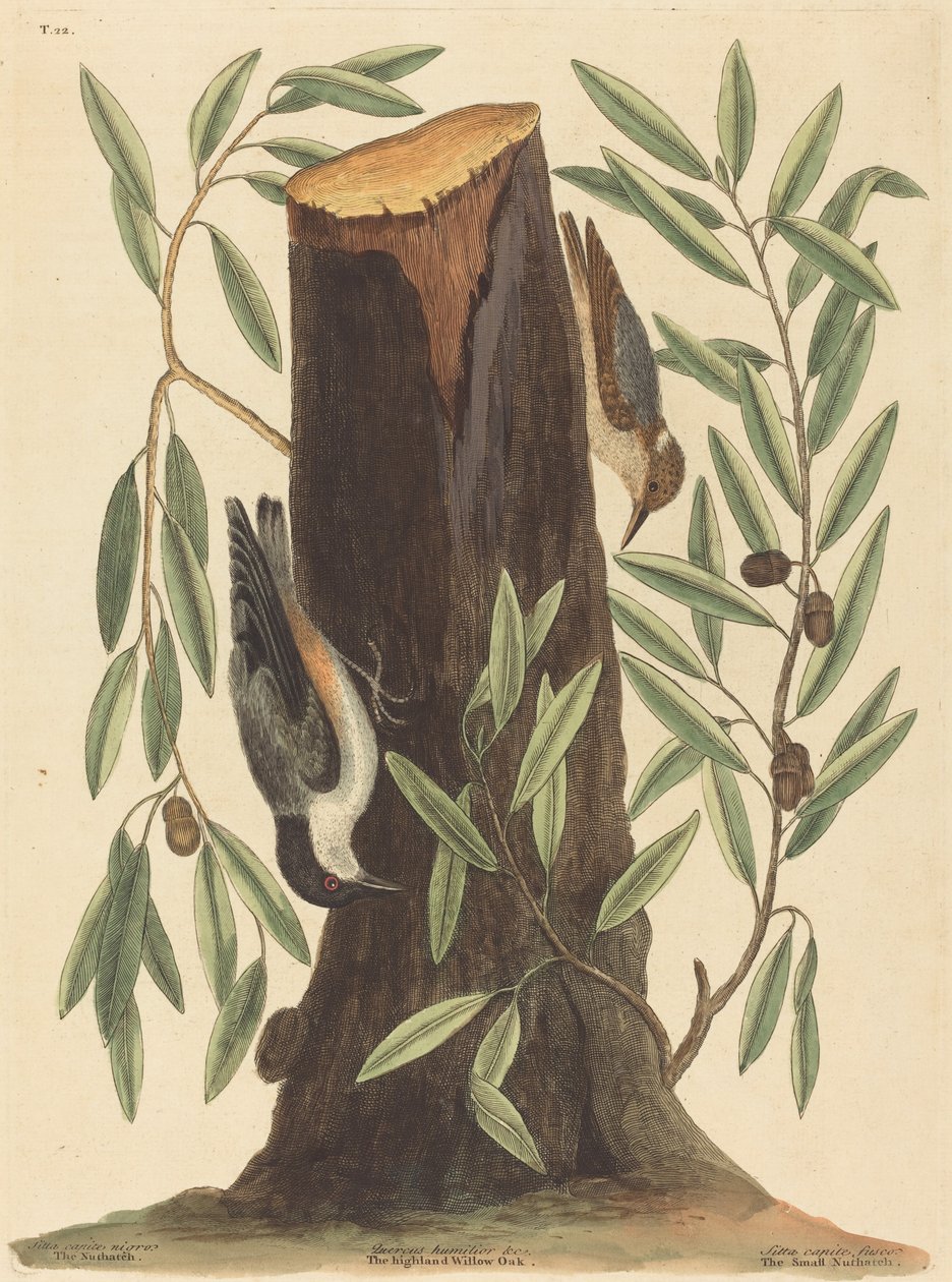 The Nuthatch Sitta Europaea, utgitt 1754. av Mark Catesby