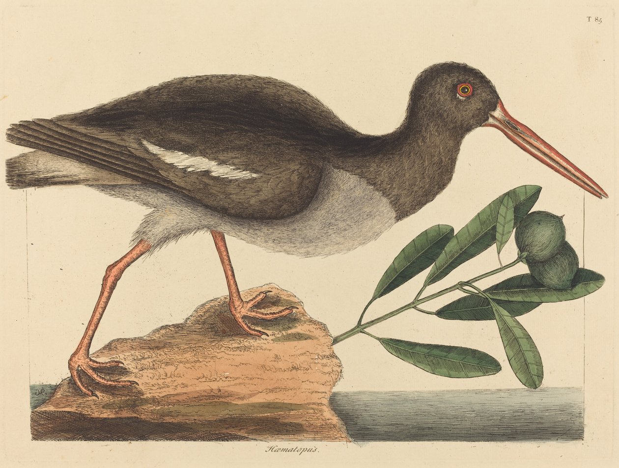 Oystercatcher (Haematopus ostralegus) av Mark Catesby
