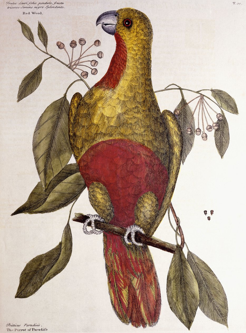 Paradisets papegøye, 1771 av Mark Catesby