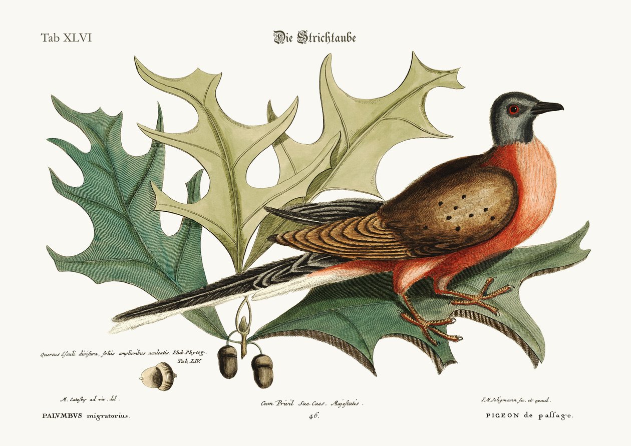 The Pigeon of Passage, 1749-73 av Mark Catesby