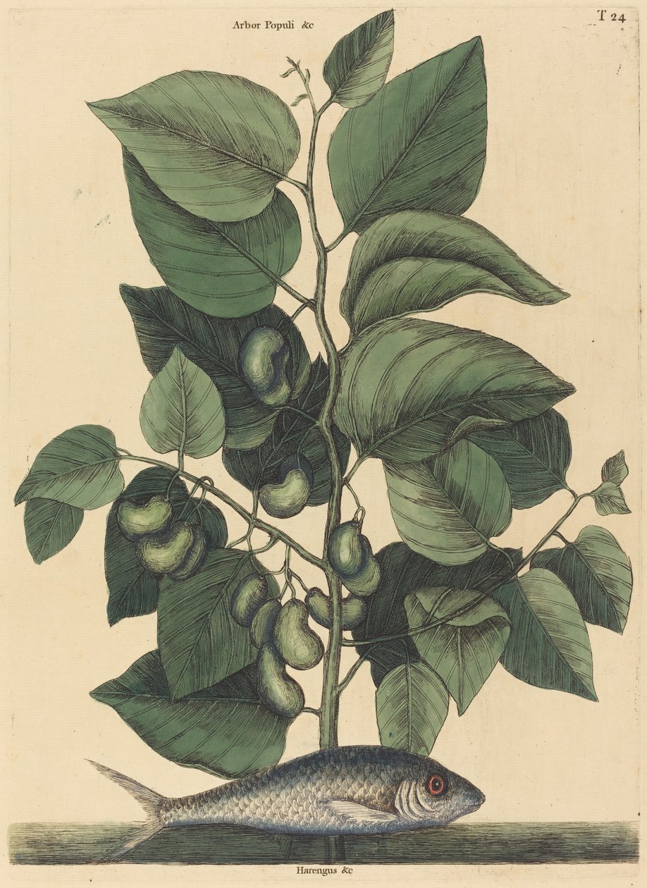 The Pilchard (Argentina carolina) av Mark Catesby