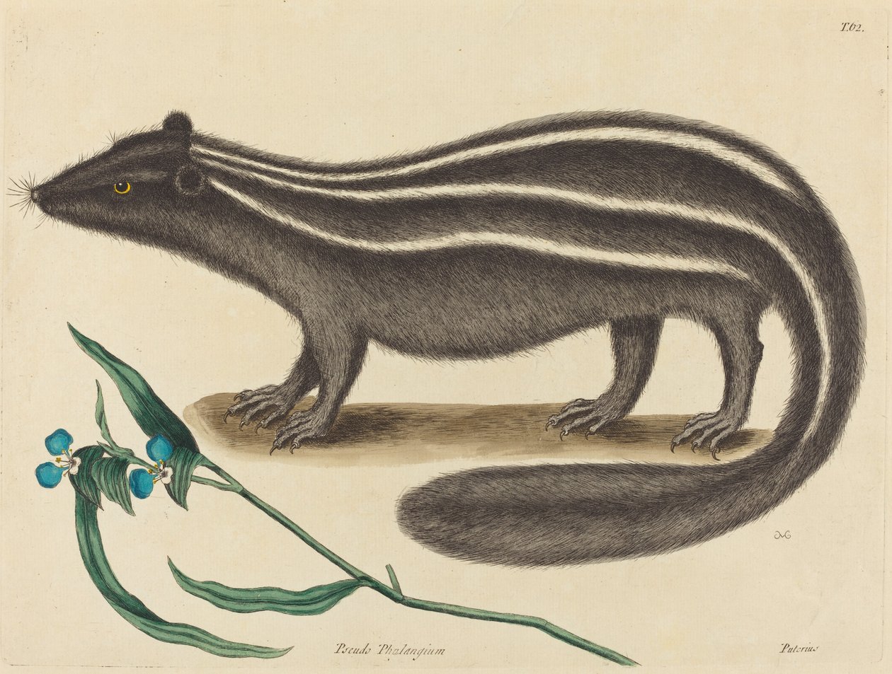 Polkatten Viverra putorius, utgitt 1731-1743. av Mark Catesby