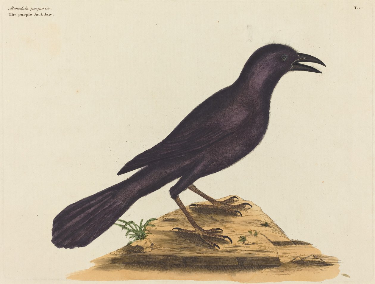 The Purple Jack Daw (Gracula Quiscula) av Mark Catesby