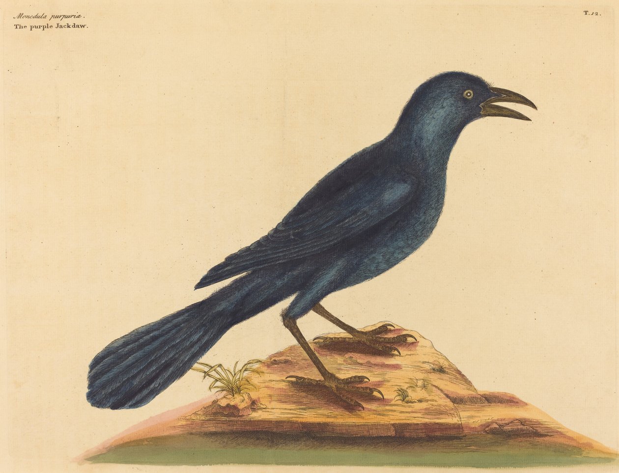 The Purple Jack Daw Gracula Quiscula, utgitt 1731-1 av Mark Catesby